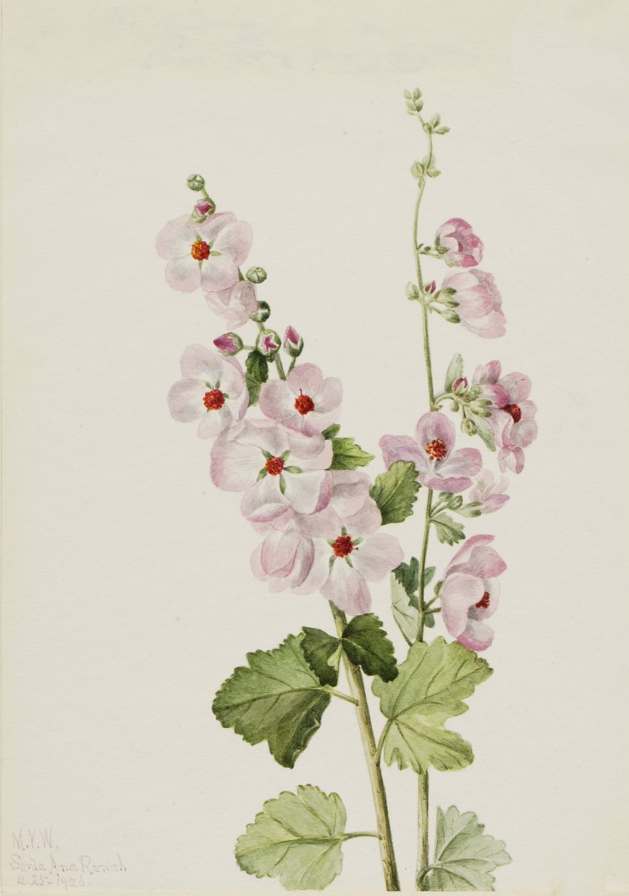Orange-Eye Globemallow Sphaeralcea davidsonii, 1926. af Mary Vaux Walcott