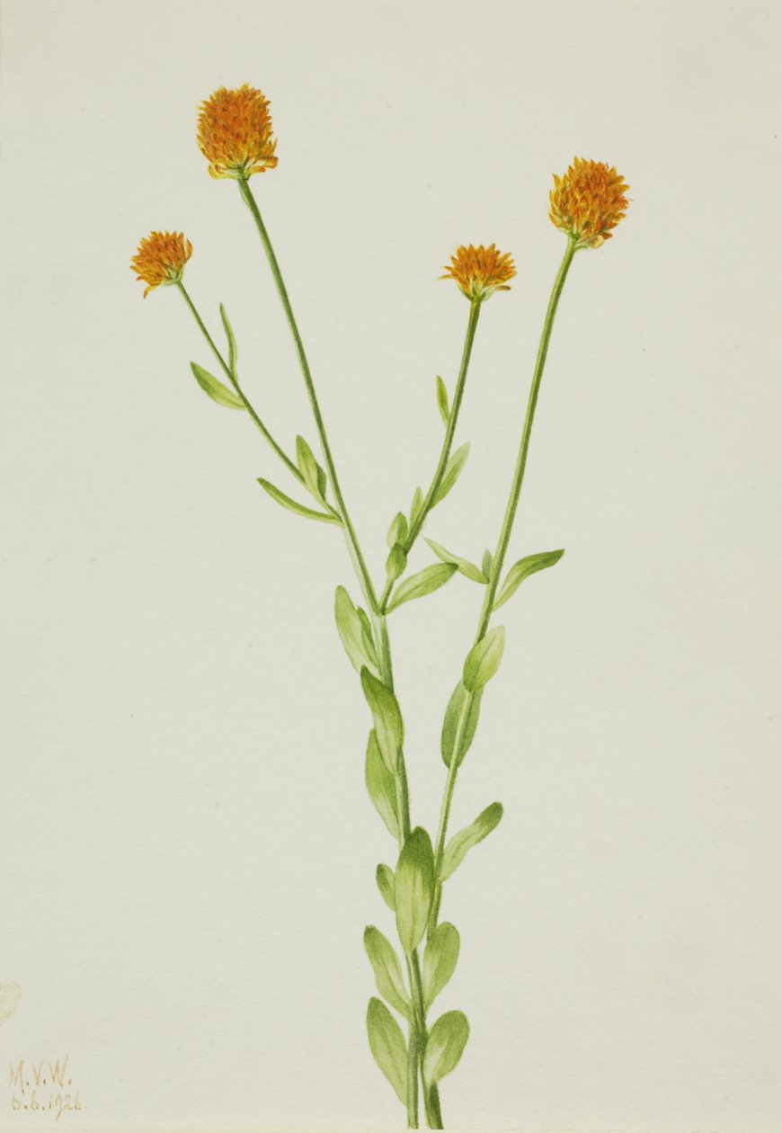Orange Polygala Polygala lutea, 1926. af Mary Vaux Walcott