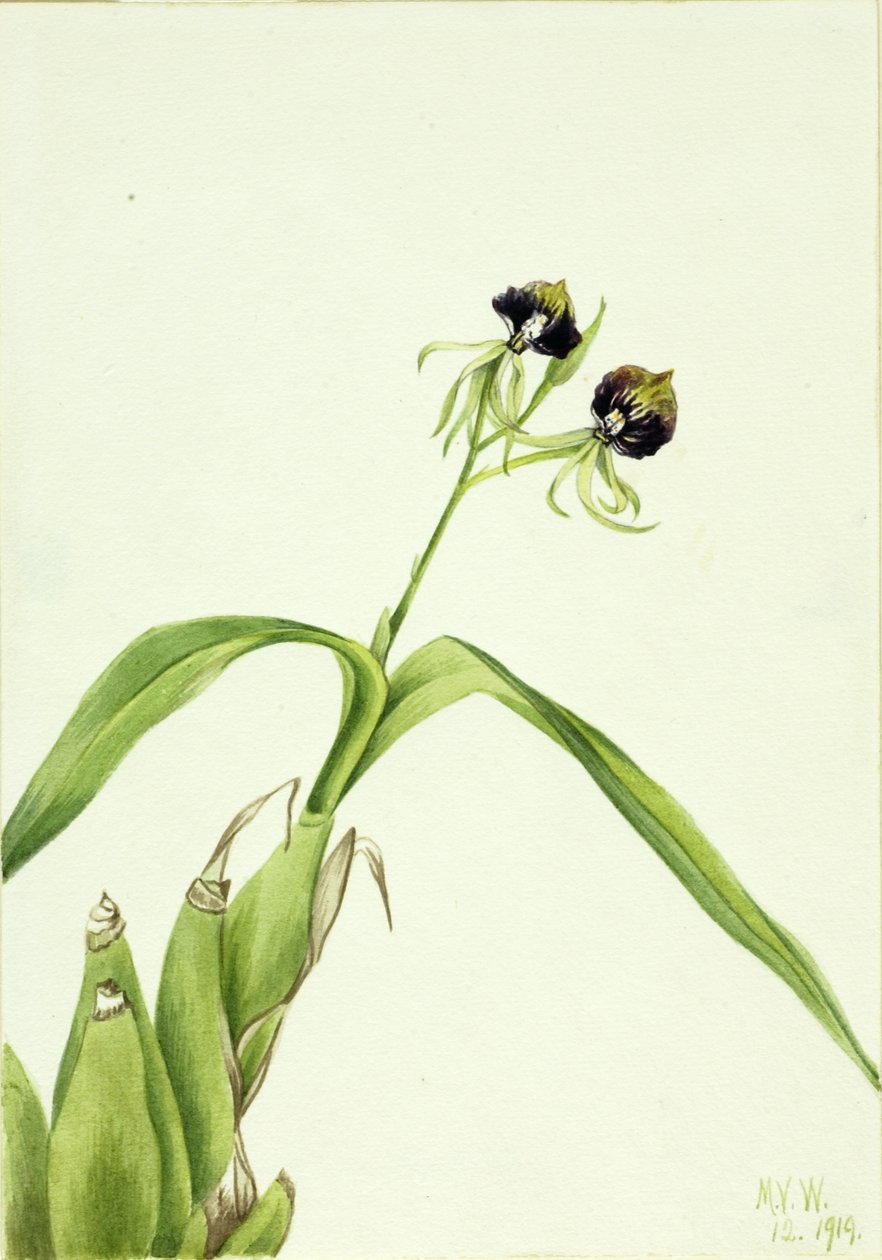 Orkidé (Epidendrum cochleatum) af Mary Vaux Walcott