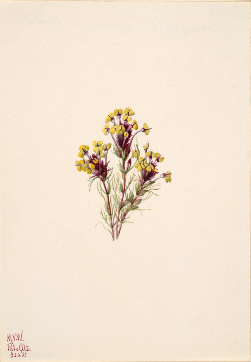 Uglekløver Orthocarpus erianthus, 1935. af Mary Vaux Walcott