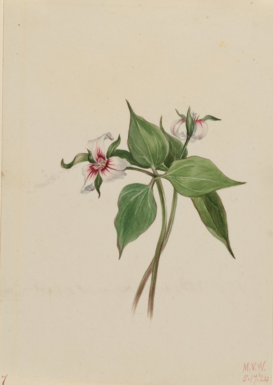 Malet trillium (Trillium undulatum) af Mary Vaux Walcott