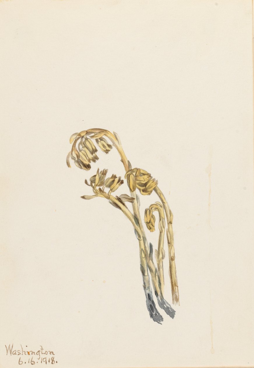 Bleg fyrretræshoppe (Hypopitys americana) af Mary Vaux Walcott