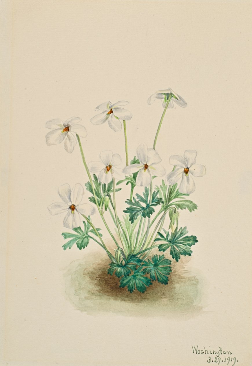 Pansy Violet Viola slidbane, 1919. af Mary Vaux Walcott