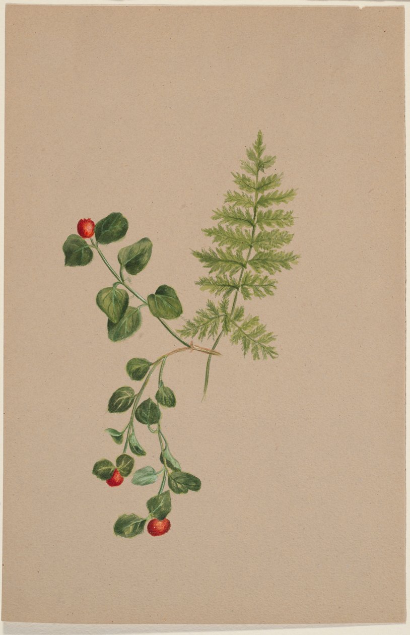 Agerbær (Mitchella repens) af Mary Vaux Walcott