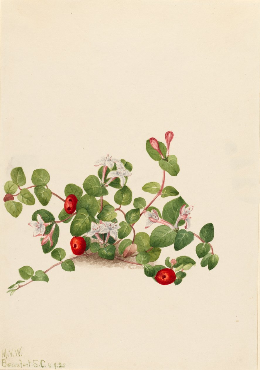 Partridgeberry Mitchella repenserer, 1925. af Mary Vaux Walcott