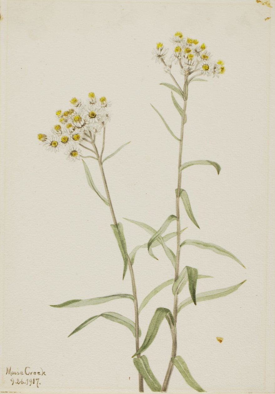 Perlemorsblomster (Anaphalis margaritacea) af Mary Vaux Walcott