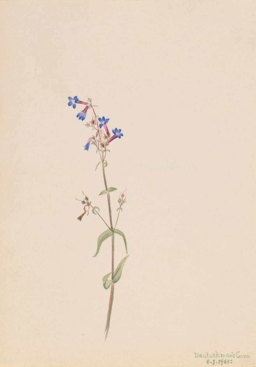 Pentstemon (Pentstemon procerus) af Mary Vaux Walcott
