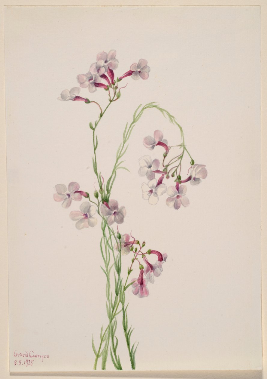 Pentstemon ambiguus af Mary Vaux Walcott