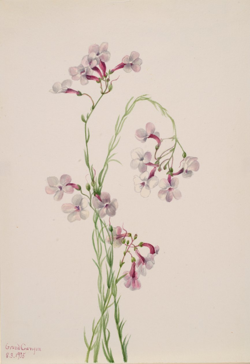 Pentstemon ambiguus, 1935. af Mary Vaux Walcott