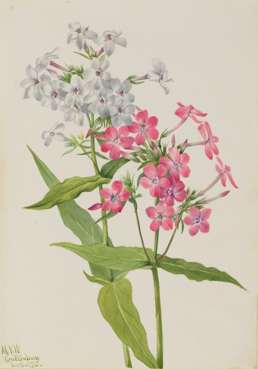 Flerårig floks (Phlox paniculata) af Mary Vaux Walcott