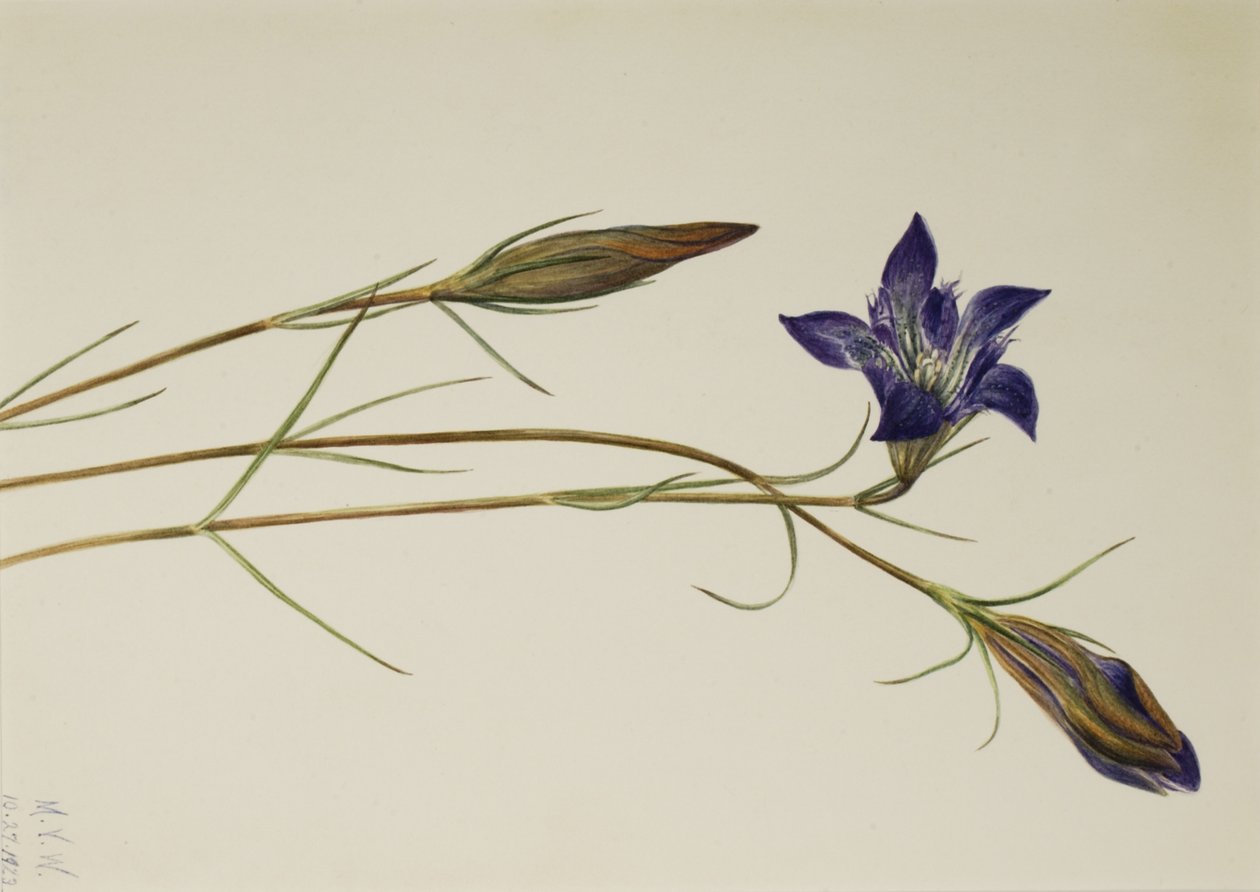 Pinebarren Gentian Gentiana porphyrio, 1923. af Mary Vaux Walcott