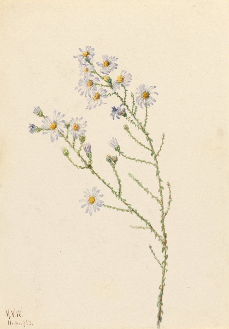 Pinelandsstjerne (Aster squarrosus) af Mary Vaux Walcott