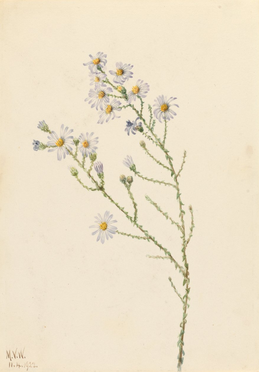 Pineland Aster Aster squarrosus, 1922. af Mary Vaux Walcott