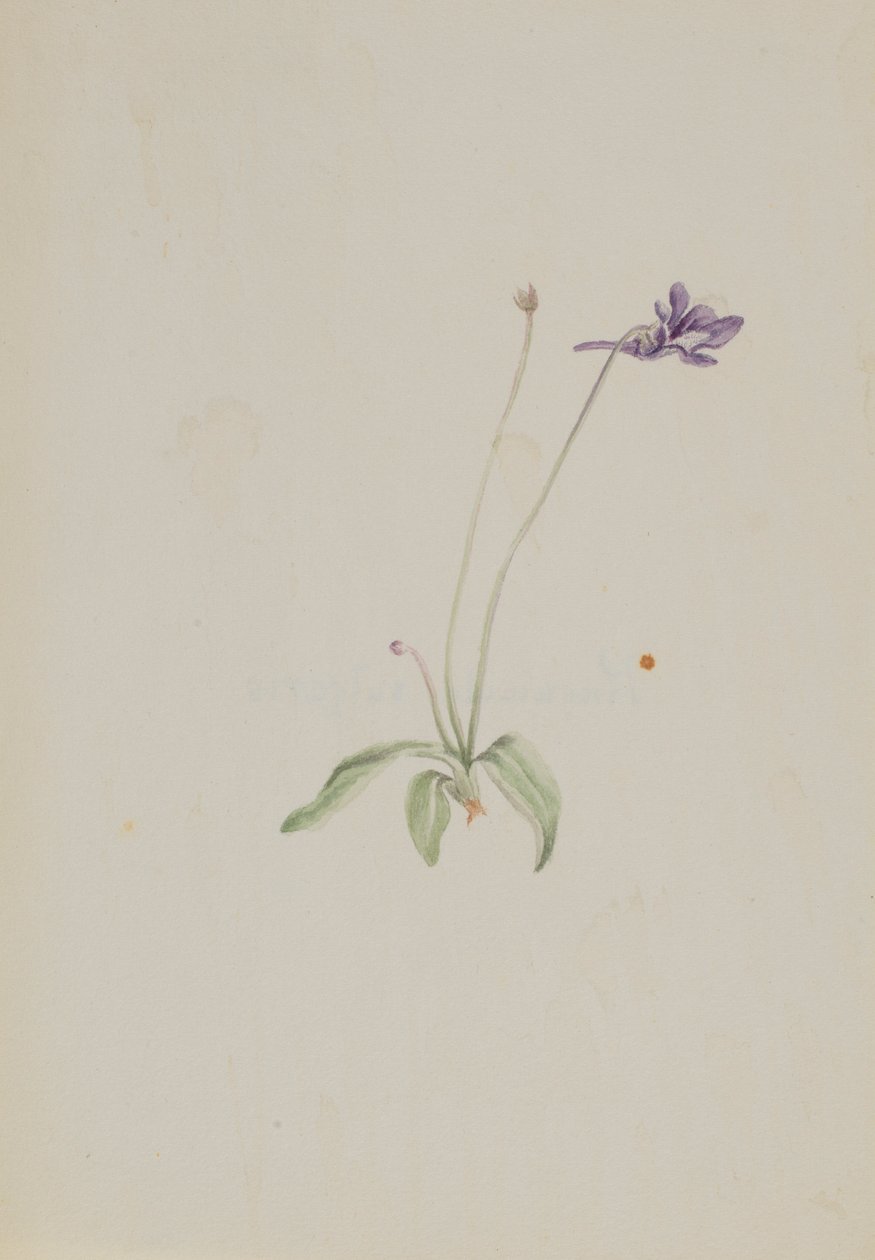 Pinguicula vulgaris af Mary Vaux Walcott