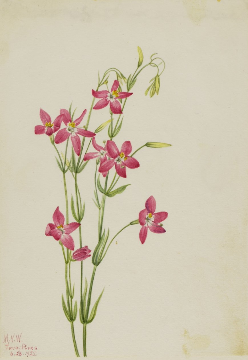 Lyserød kentaur (Centaurium venustum) af Mary Vaux Walcott