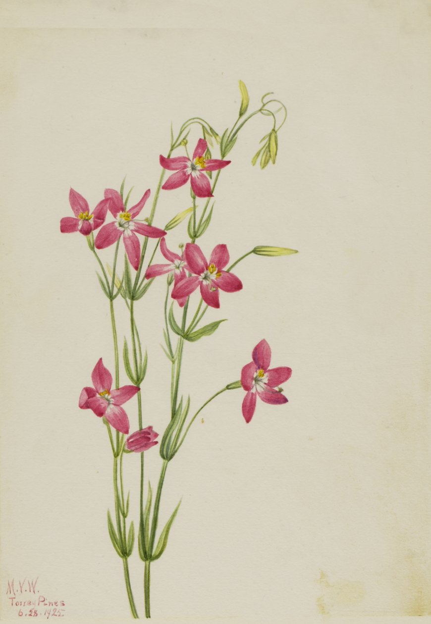 Pink Centaurus Centaurus venustum, 1925. af Mary Vaux Walcott