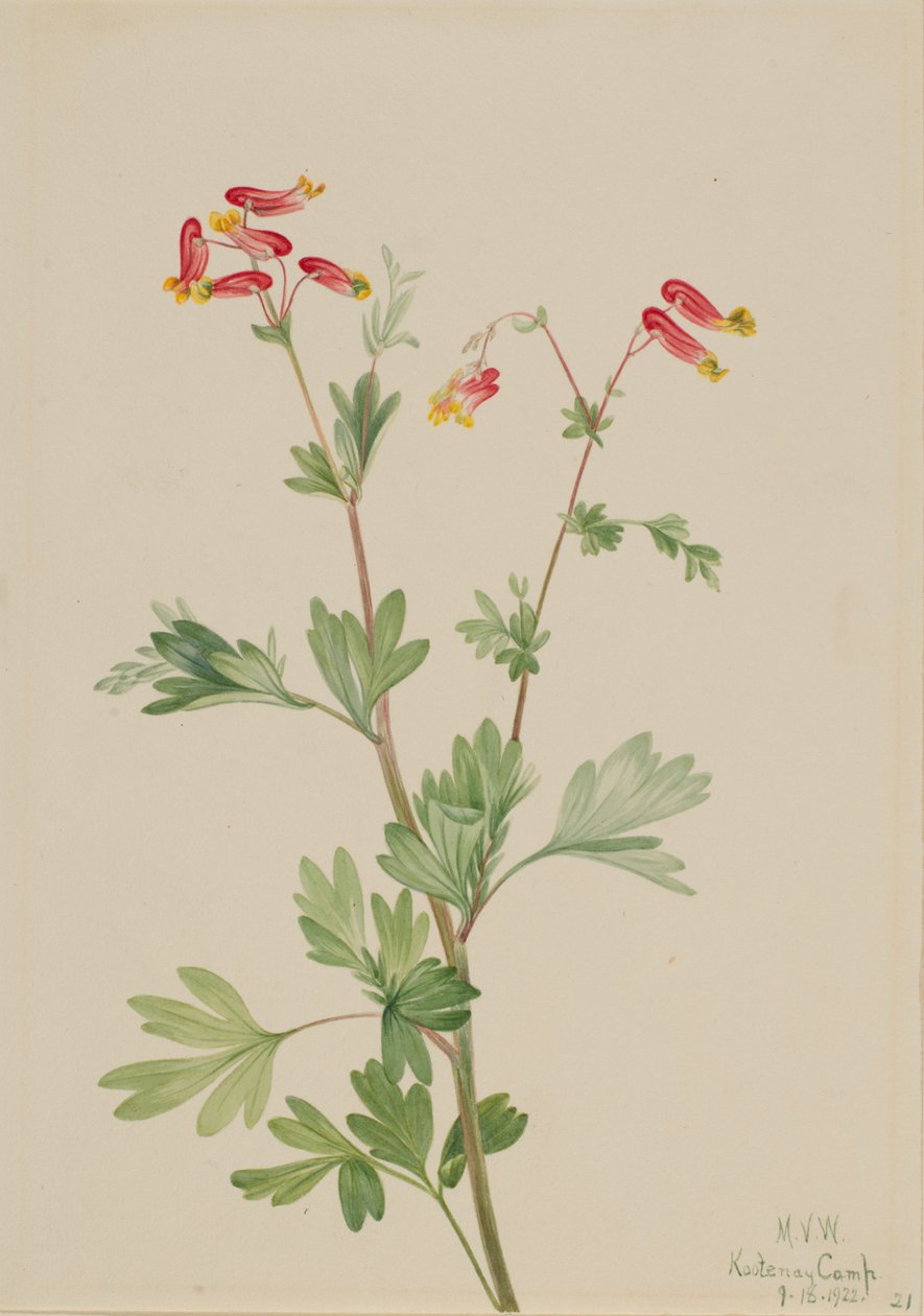 Pink Fumeroot Capnoides sempervirens, 1922. af Mary Vaux Walcott