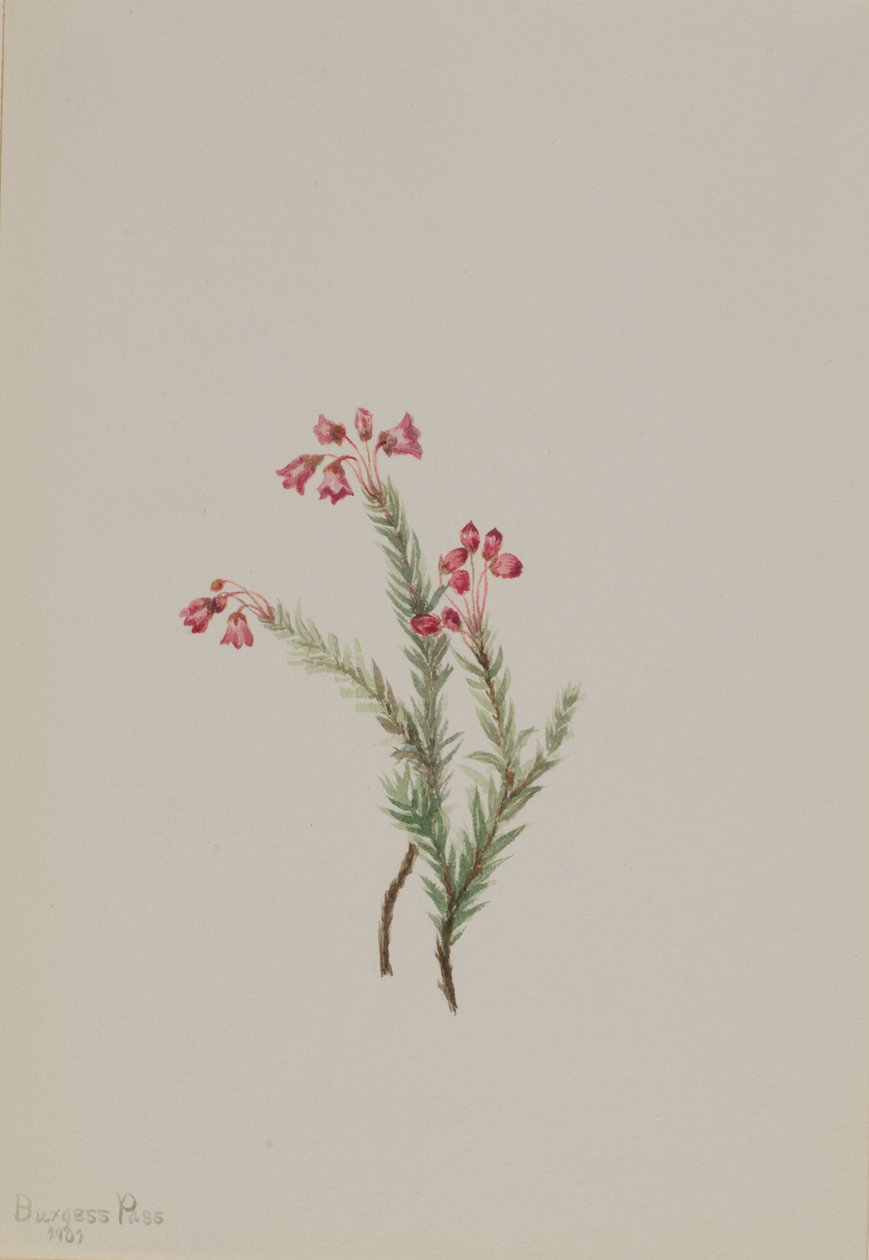 Lyserød lyng (Phyllodoce empetriformis) af Mary Vaux Walcott