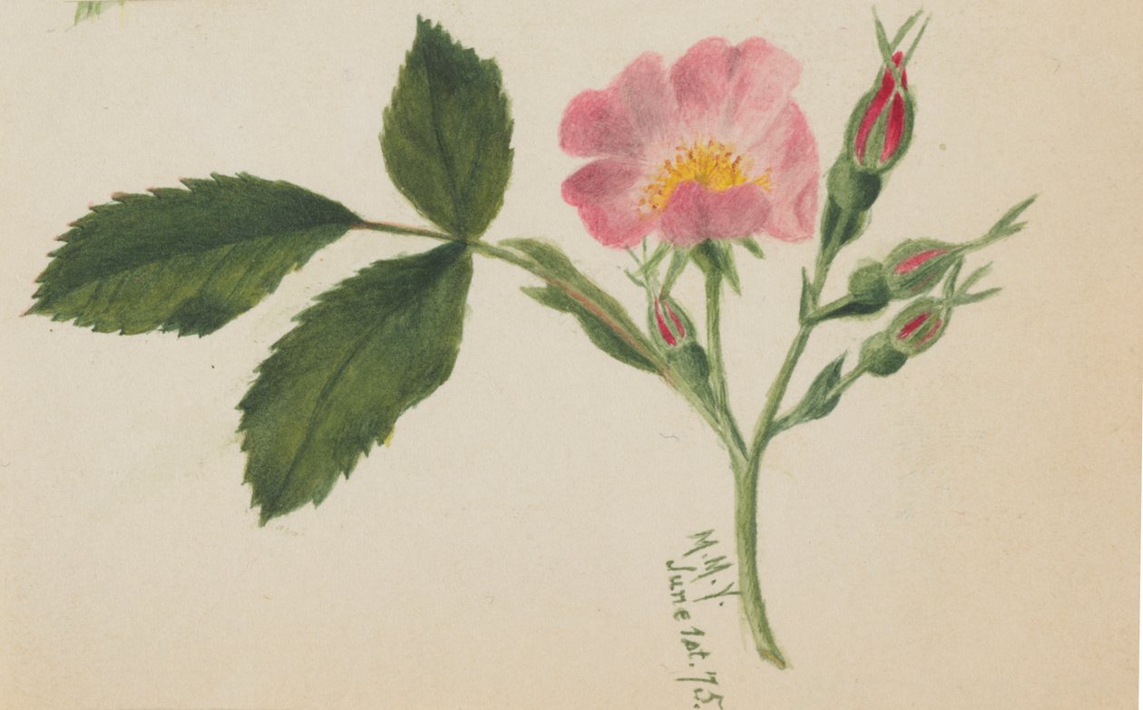 Pink Rose, 1875. af Mary Vaux Walcott