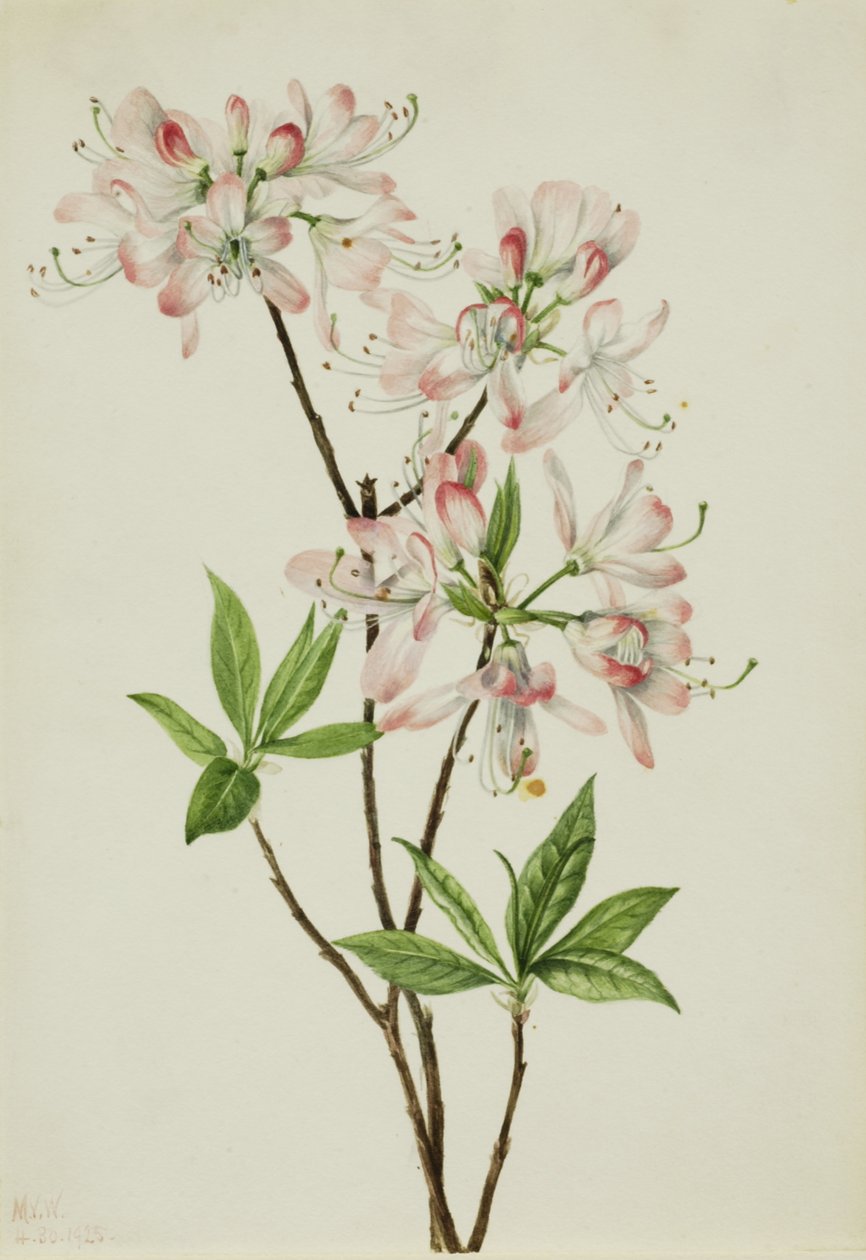 Pinkshell Azalea Azalea Vaseyi, 1925. af Mary Vaux Walcott