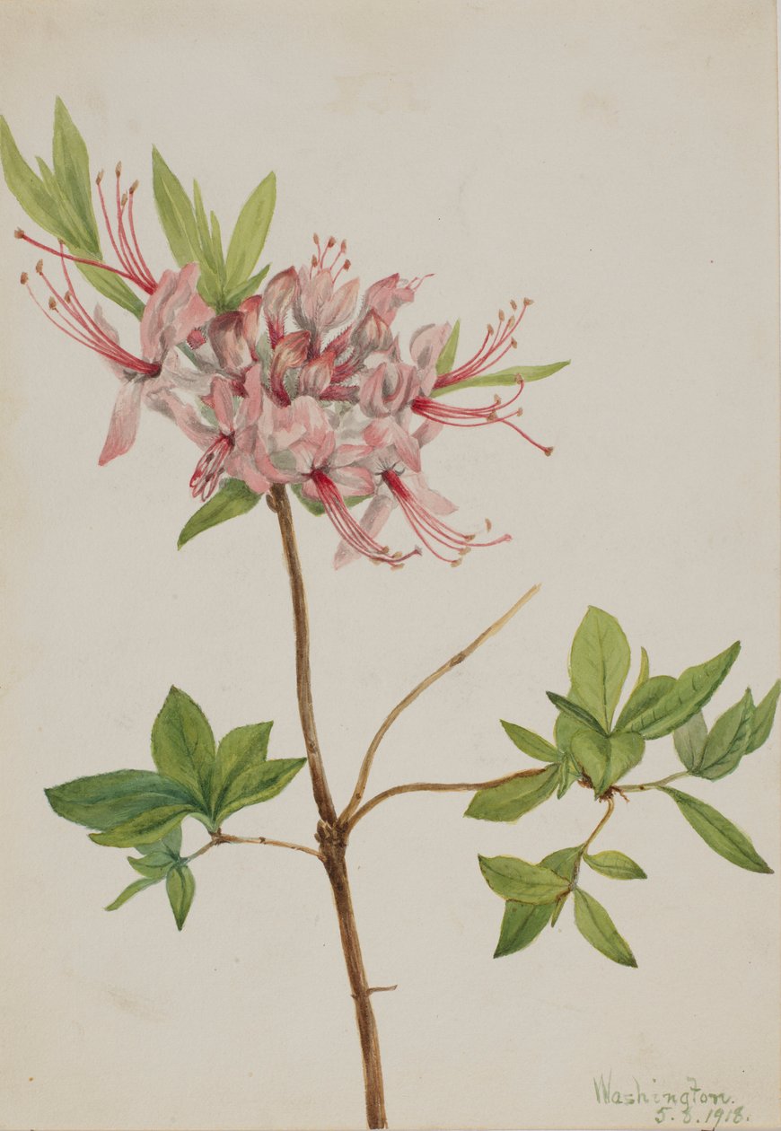 Pinxter Bloom (Azalea nudiflora) af Mary Vaux Walcott
