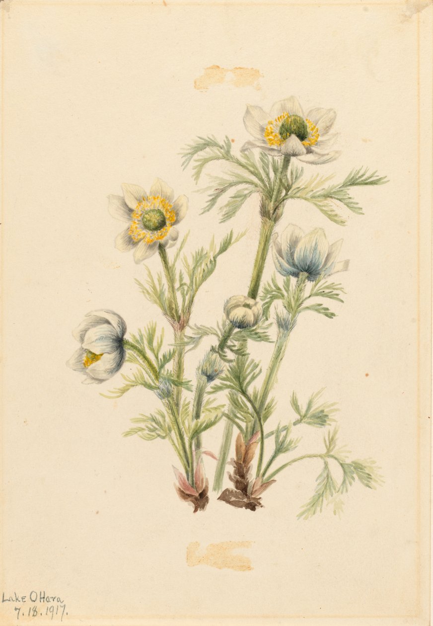 Anemone med fjer (Pulsatilla occidentalis) af Mary Vaux Walcott