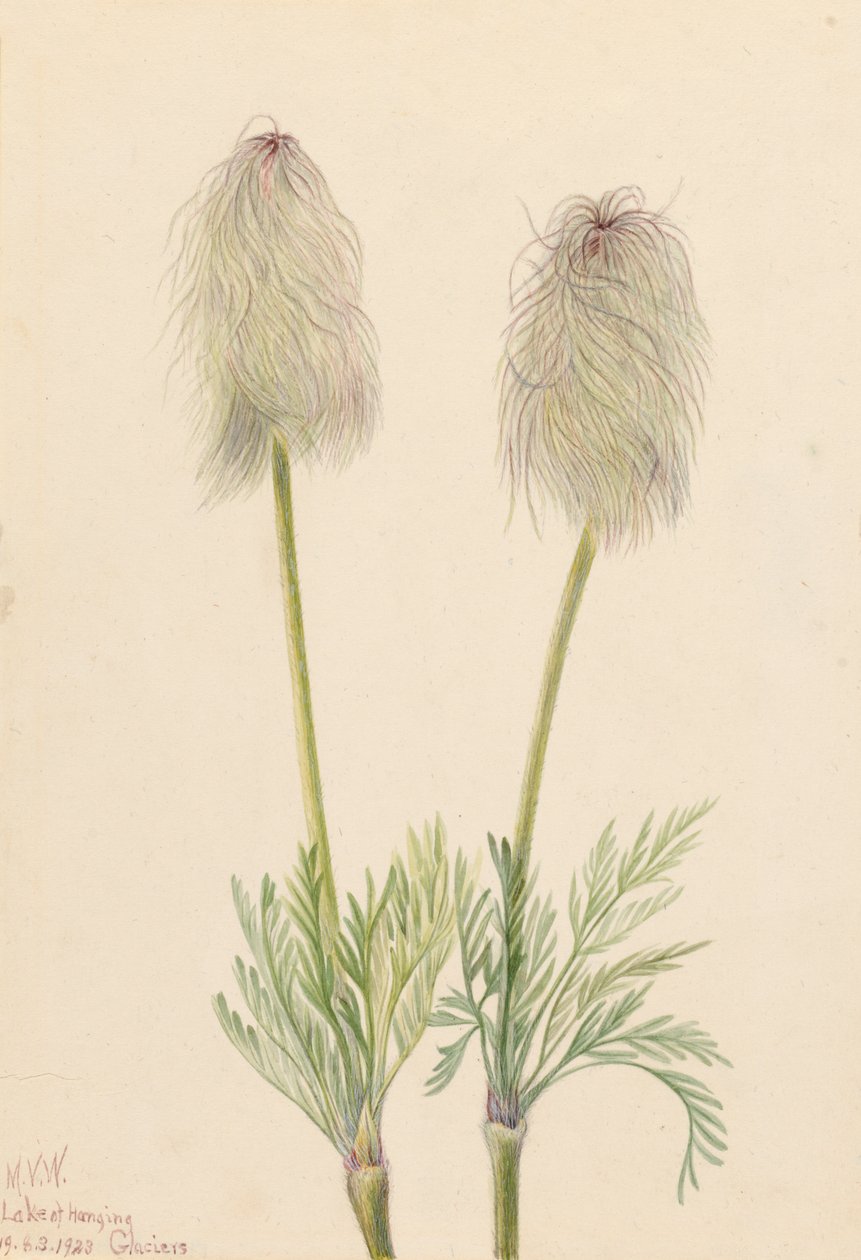 Plume Anemone Pulsatilla occidentalis, 1923. af Mary Vaux Walcott
