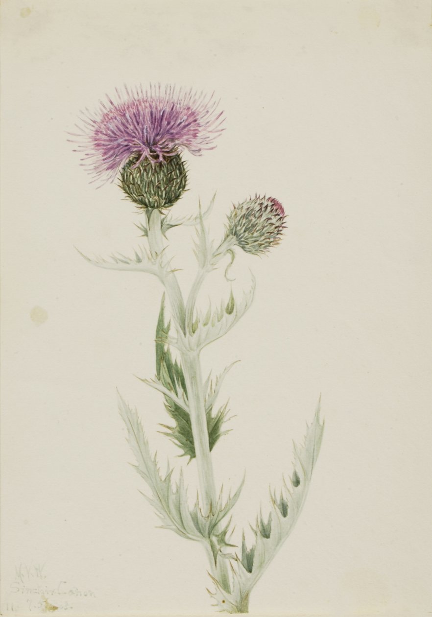 Prairie Thistle Cirsium undulatum, 1923. af Mary Vaux Walcott