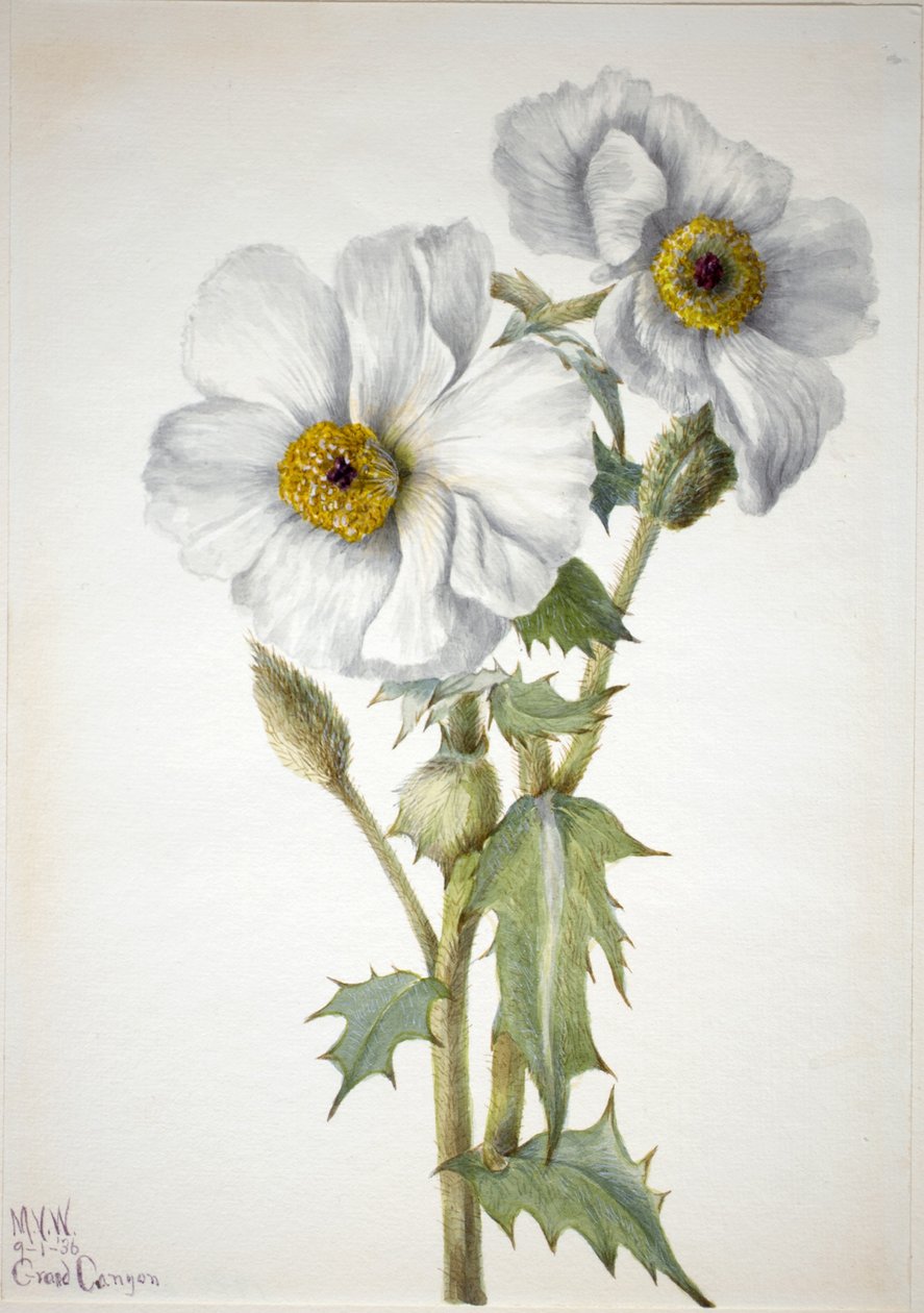 Stikkende valmue (Argemone hispeda) af Mary Vaux Walcott
