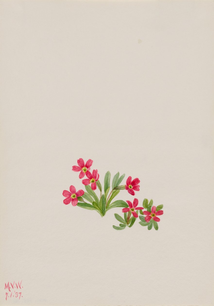 Primula (Primula angustifolia) af Mary Vaux Walcott
