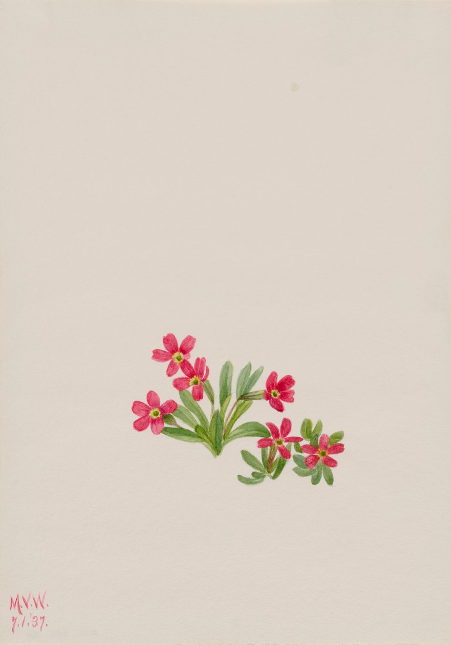 Primrose Primula angustifolia, 1937. af Mary Vaux Walcott