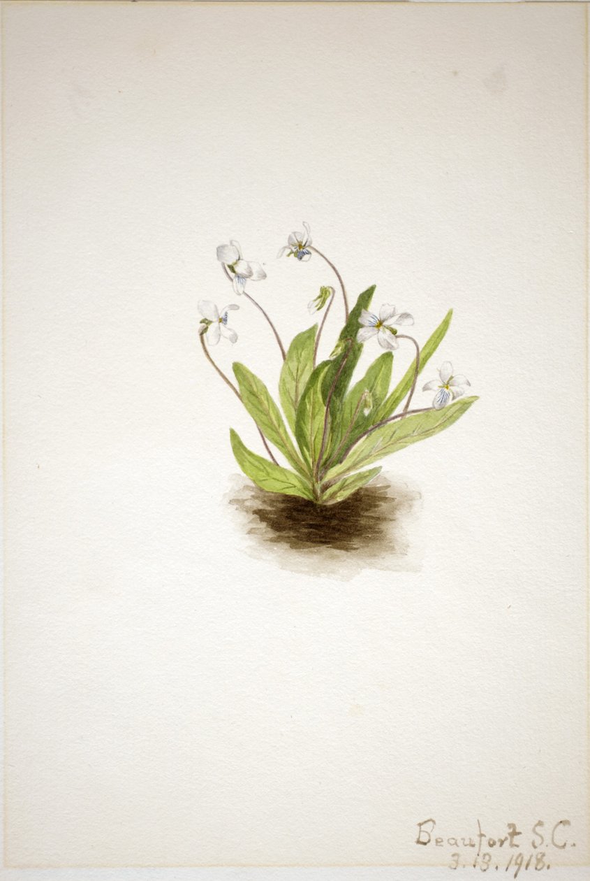 Primula-viol (Viola primulifolia) af Mary Vaux Walcott