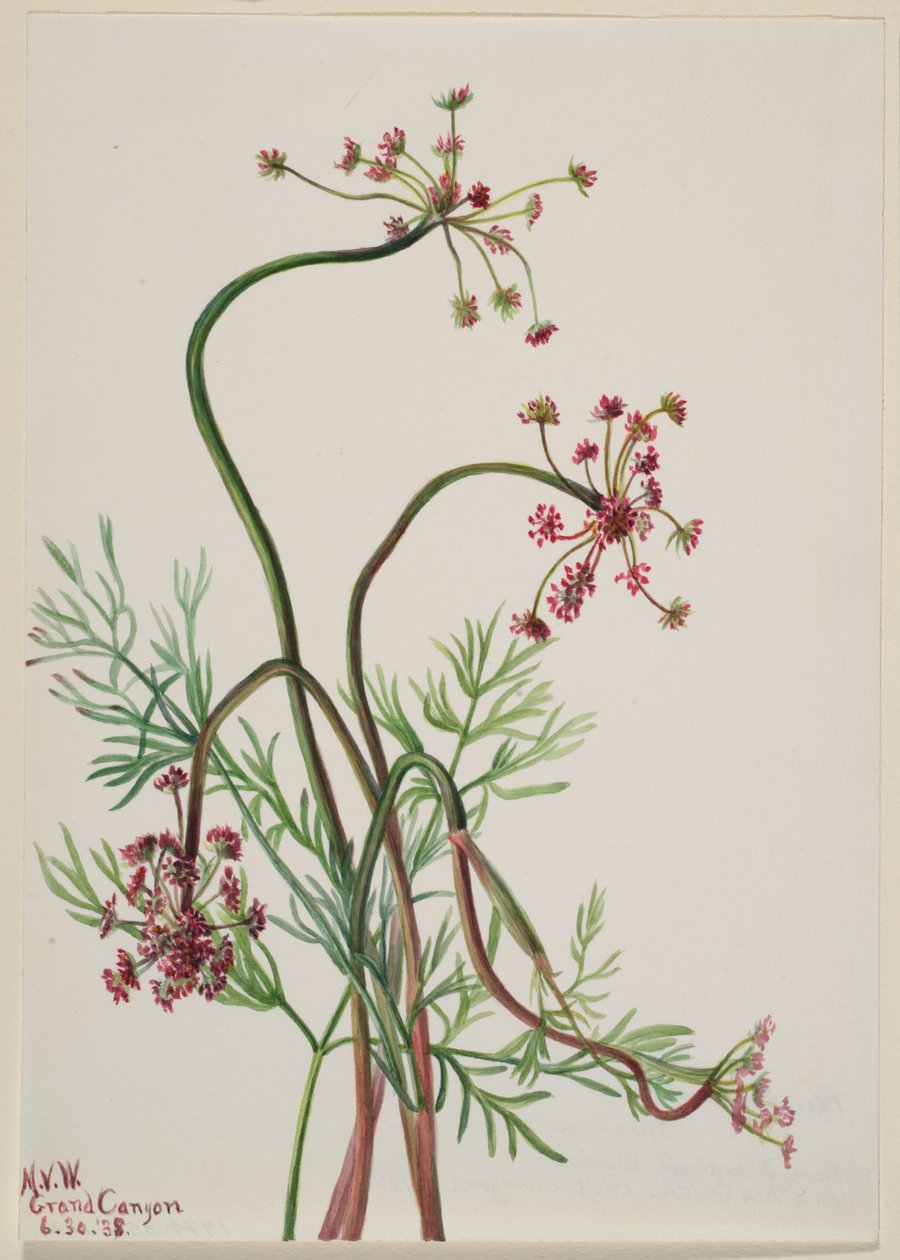 Pseudocymopterus montanus af Mary Vaux Walcott