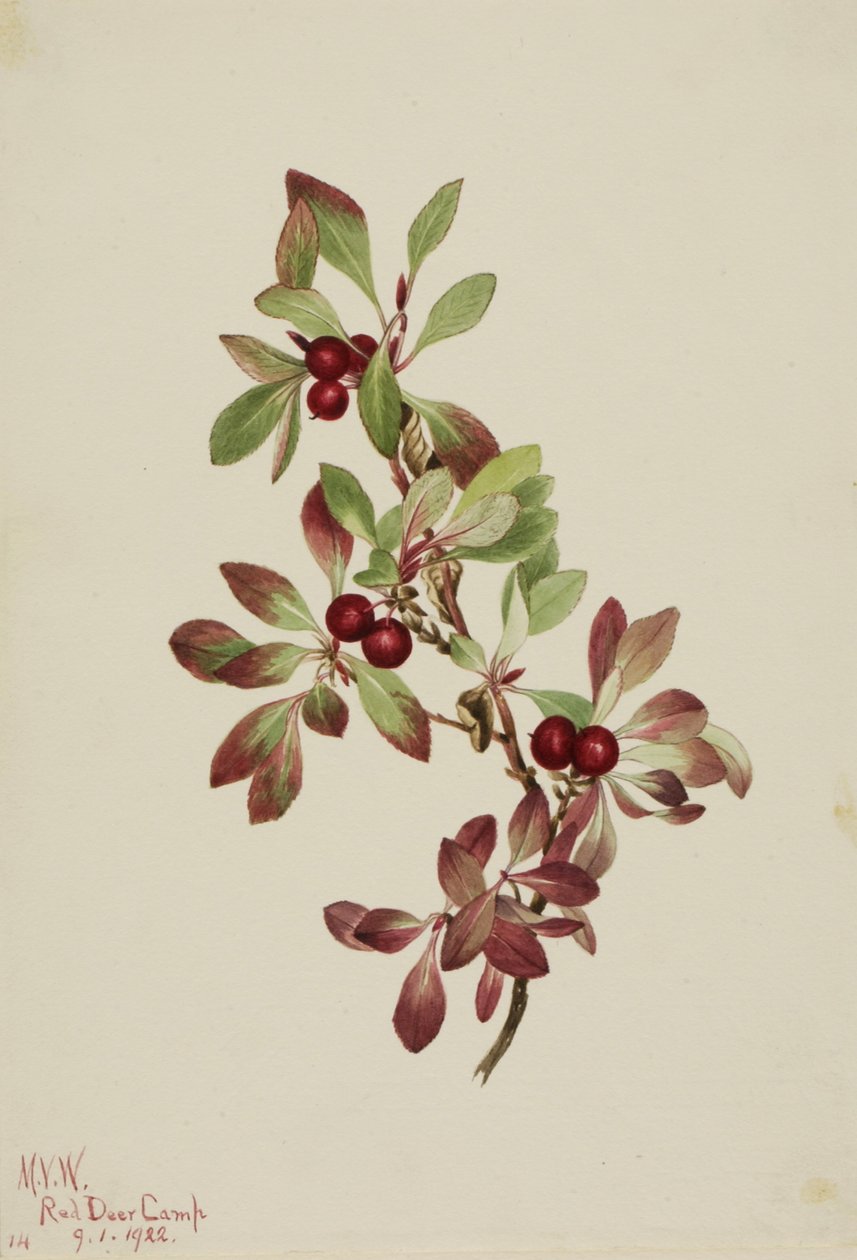 Rypeperry Arktus alpina, 1922. af Mary Vaux Walcott