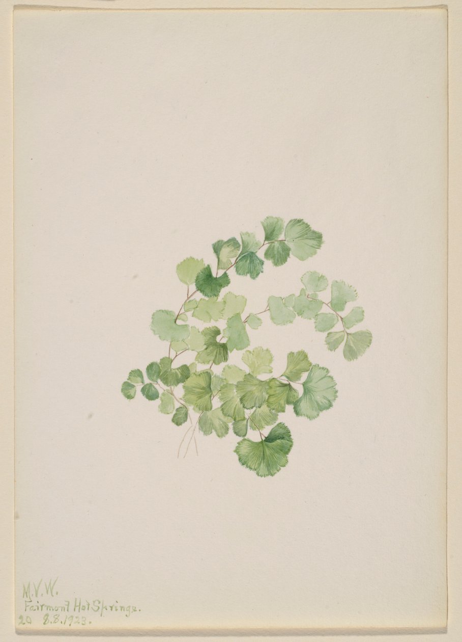 Puccoon (Lithospermum ruderale) af Mary Vaux Walcott