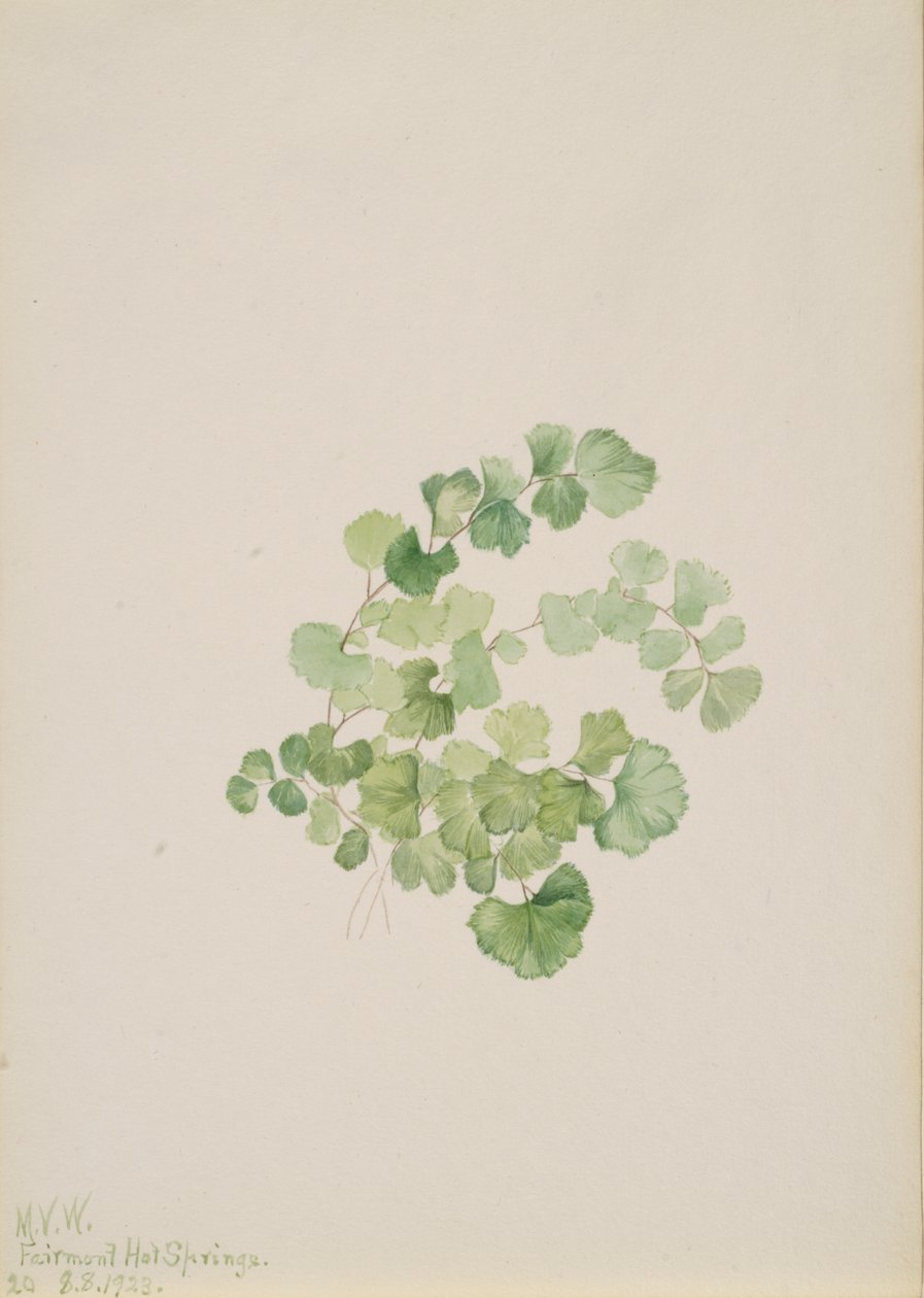 Puccoon Lithospermum ruderale, 1923. af Mary Vaux Walcott