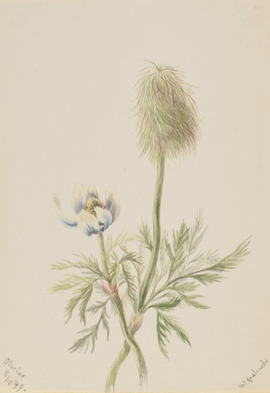 Pulsatilla occidentalis, 1899. af Mary Vaux Walcott