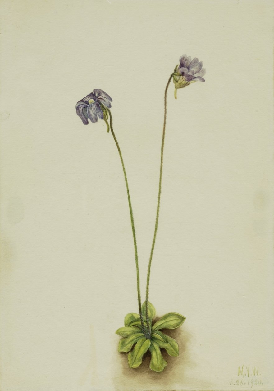 Purpurfarvet gøgeurt (Pinguicula elatior) af Mary Vaux Walcott