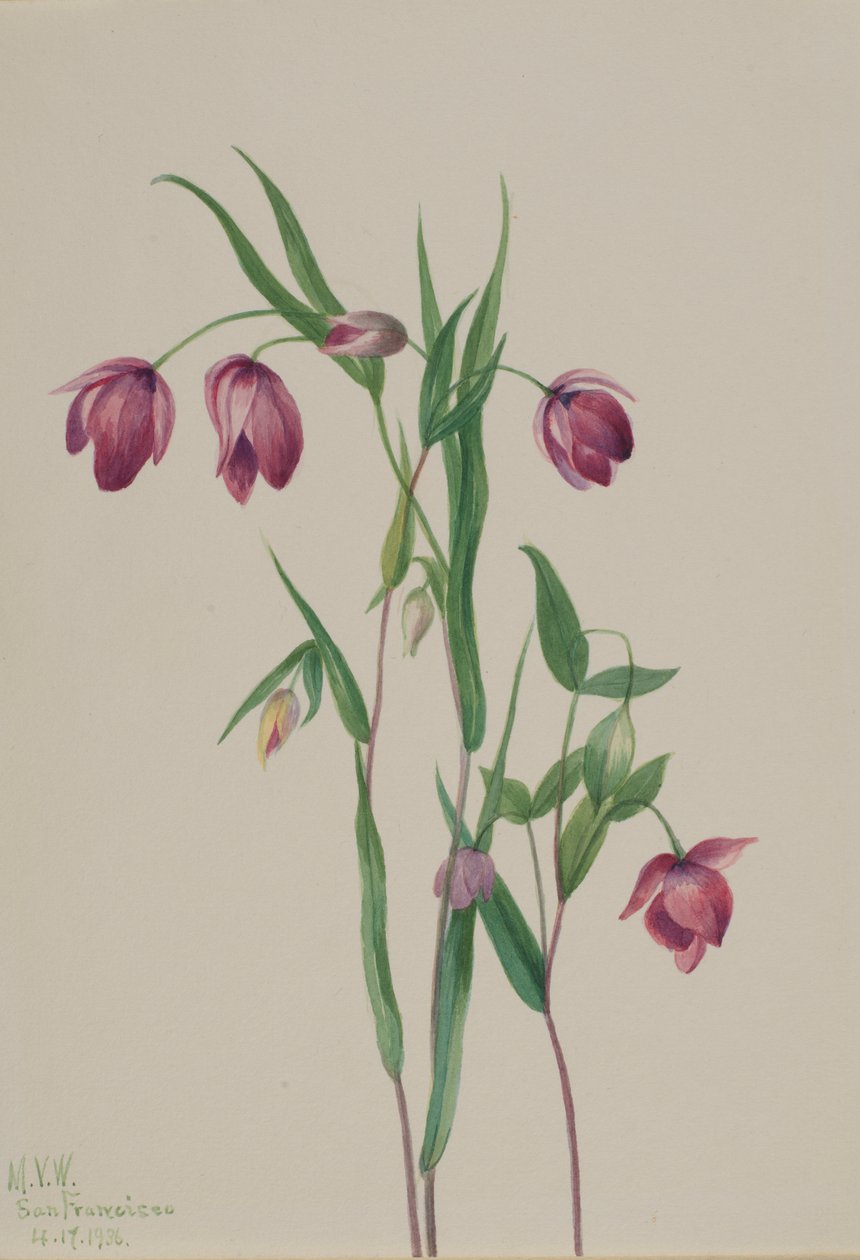 Lilla fe-lanterne (Calochortus anoenum) af Mary Vaux Walcott