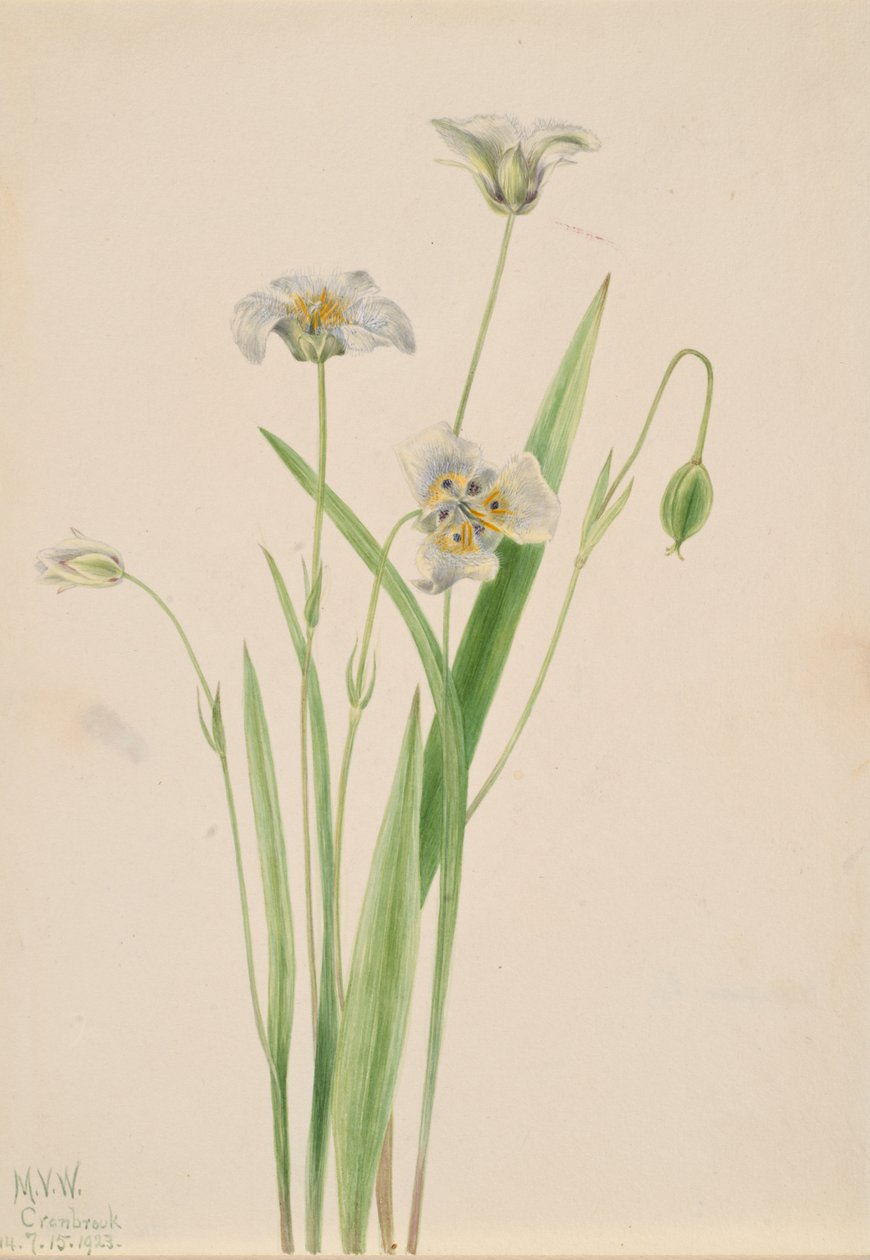 Pussy-ører Calochortus elegans, 1923. af Mary Vaux Walcott