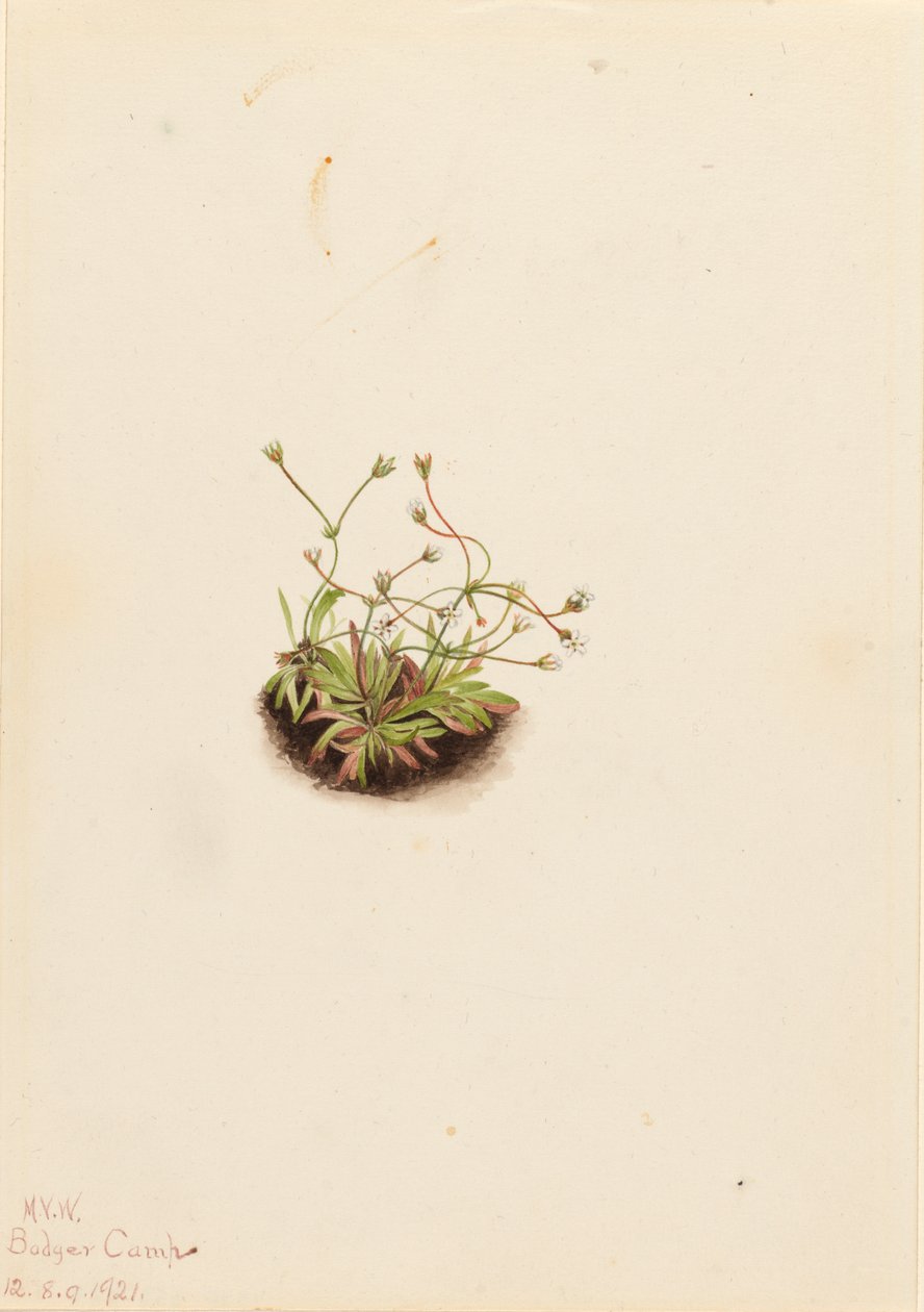 Pygmy Androsace Androsace subumbellata, 1921. af Mary Vaux Walcott