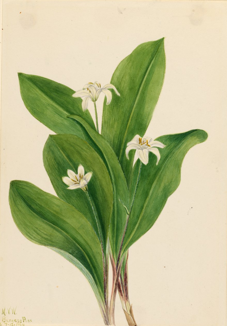 Dronningeblomst (Clintonia uniflora) af Mary Vaux Walcott