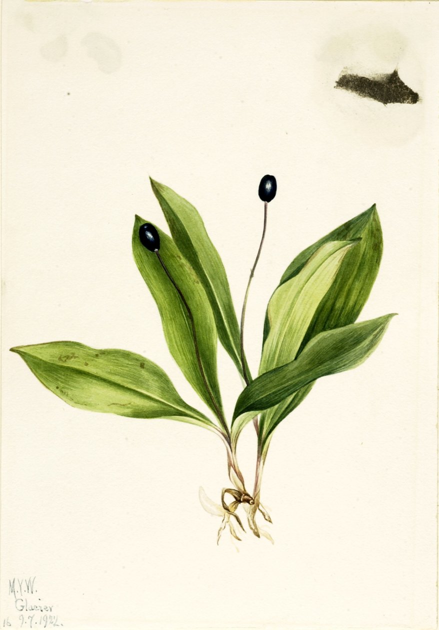 Dronningeblomst (Clintonia uniflora) af Mary Vaux Walcott