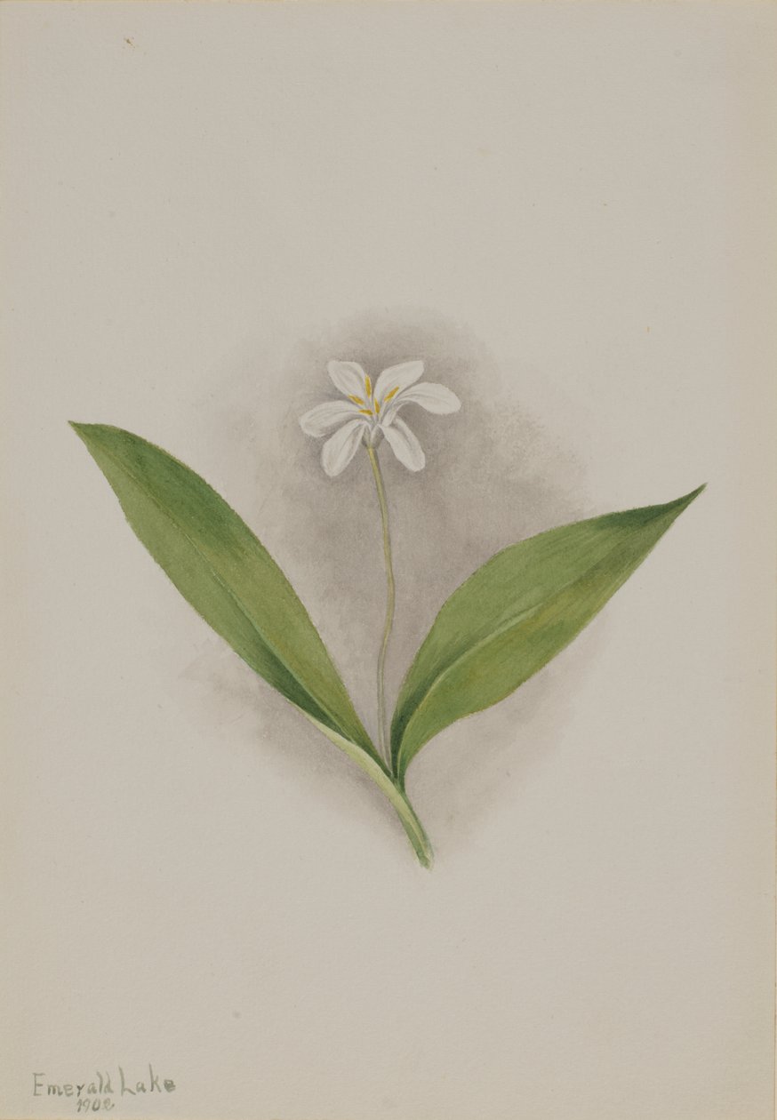 Dronningeblomst (Clintonia uniflora) af Mary Vaux Walcott