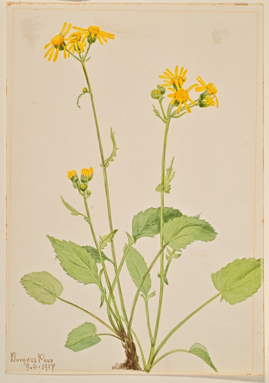 Kæruld (Senecio burkei) af Mary Vaux Walcott