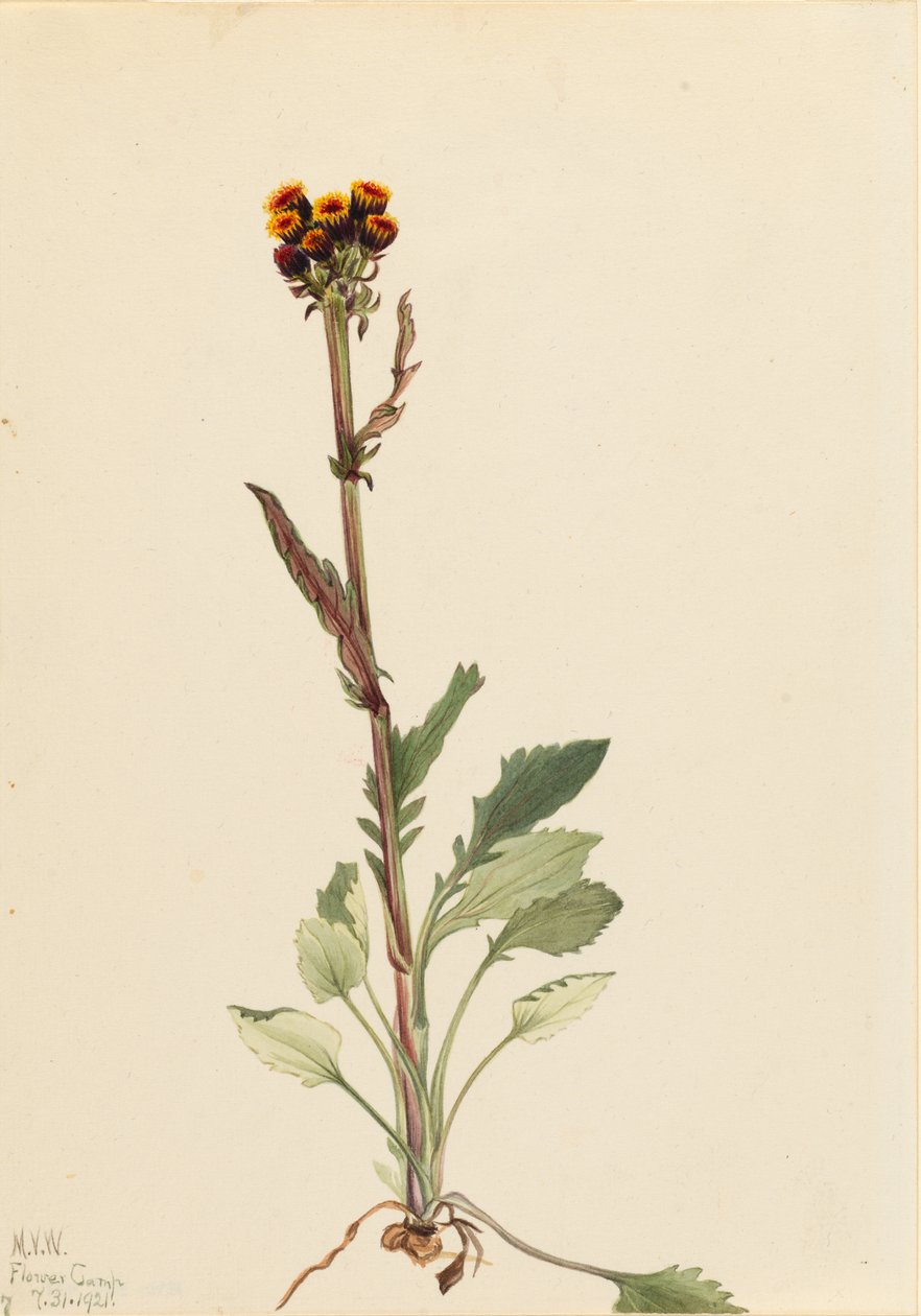 Strålefri jordrøg (Senecio pauciflorus) af Mary Vaux Walcott