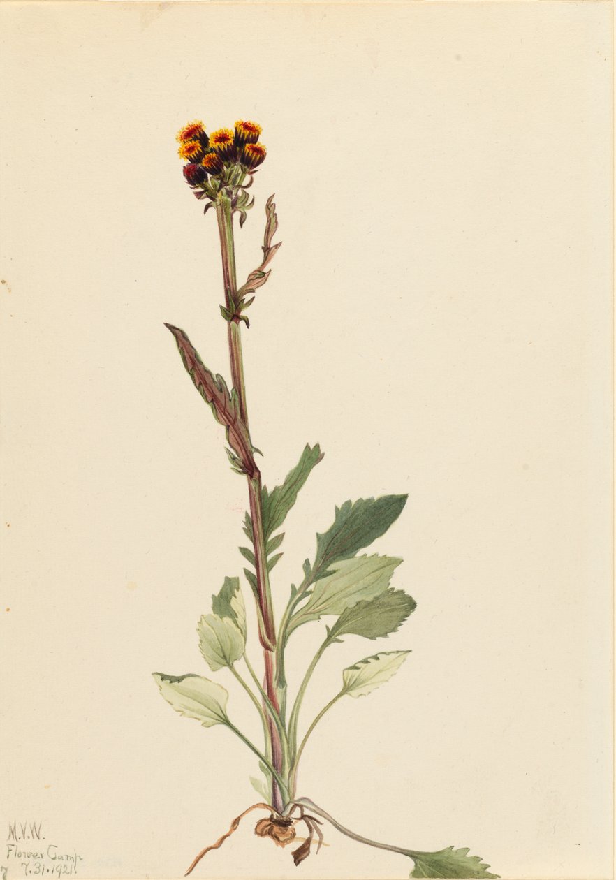 Rayless Groundsel Senecio pauciflorus, 1921. af Mary Vaux Walcott
