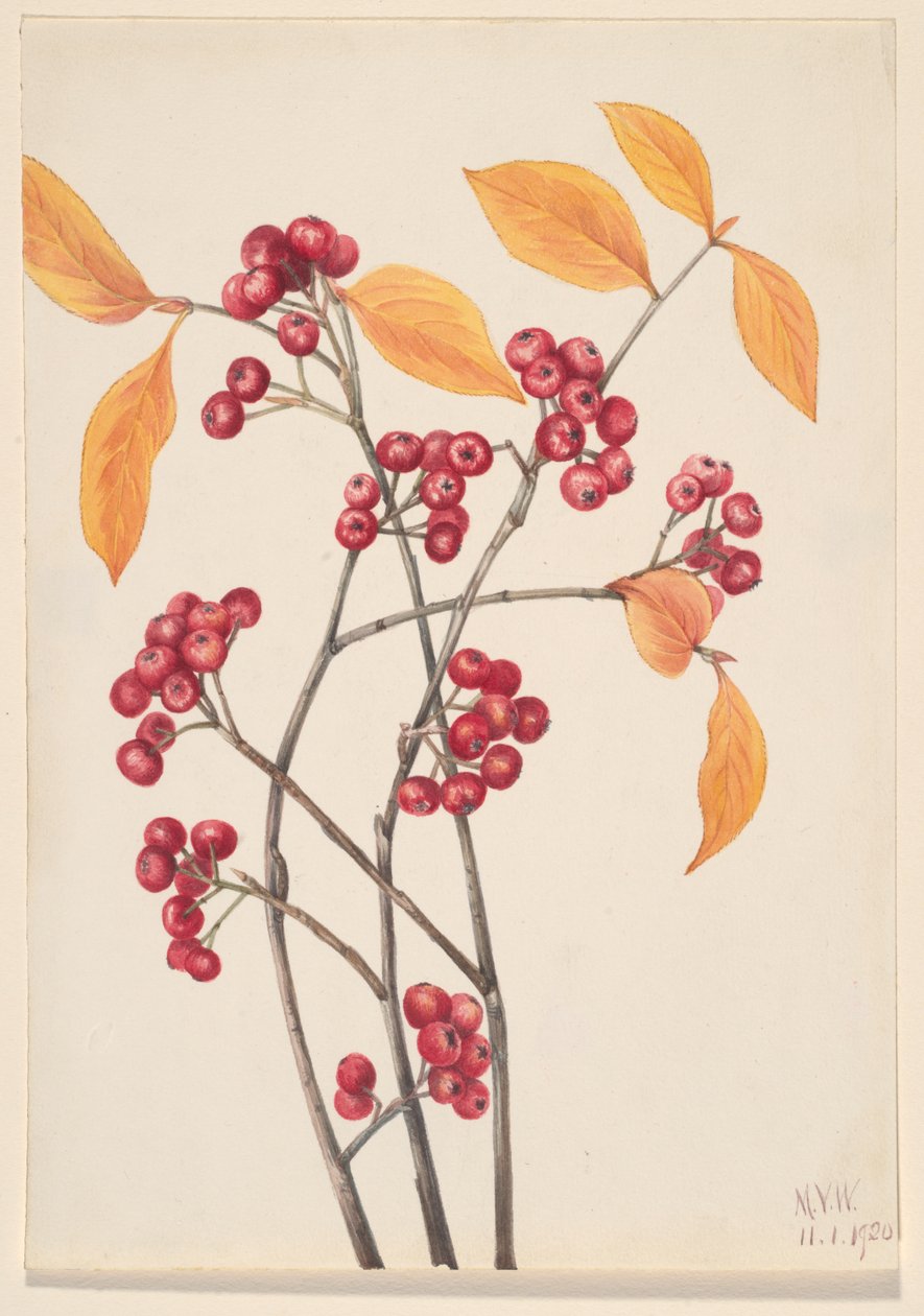 Rød Chokeberry Aronia arbutifolia, 1920. af Mary Vaux Walcott