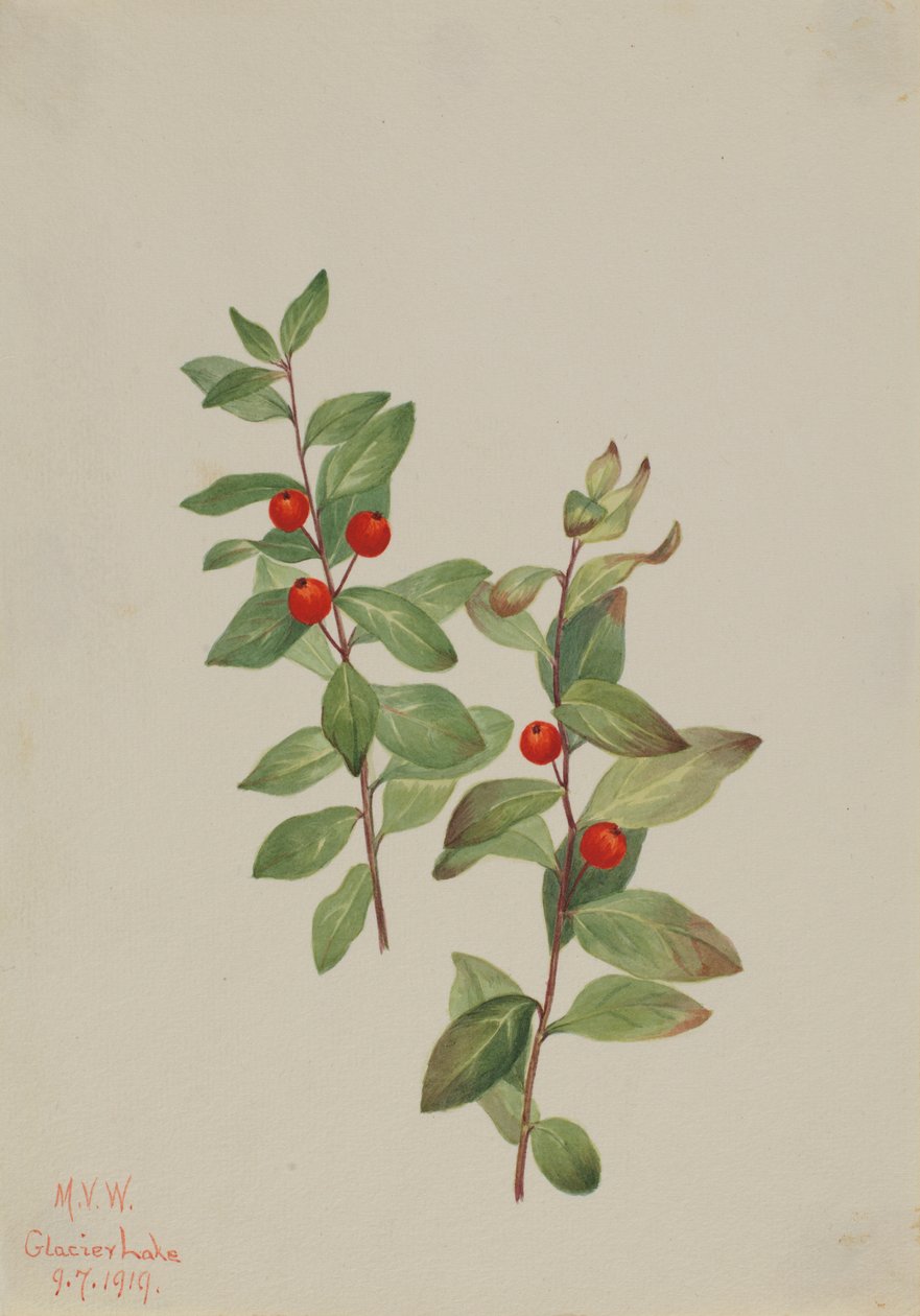 Rød Comandra (Comandra livida) af Mary Vaux Walcott