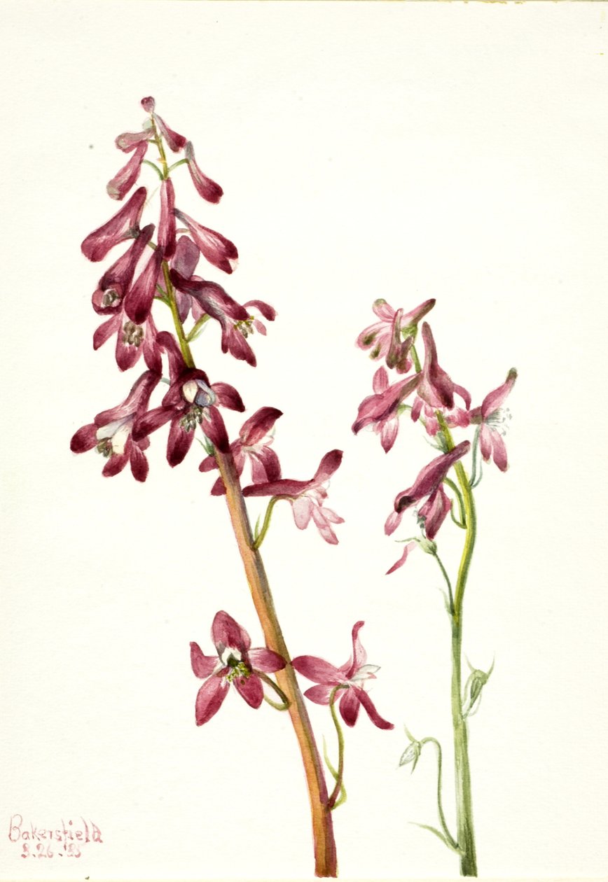 Red Larkspur Delphinium nudicale, 1935. af Mary Vaux Walcott